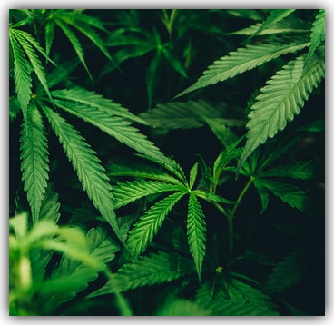 Drug Cultivation Attorney 