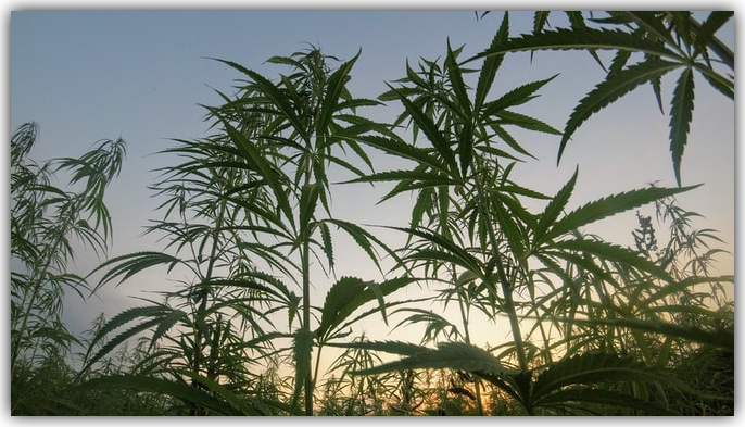 Drug Cultivation Defense Lawyers